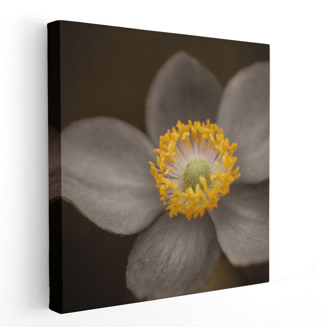 Close-up of Anemone Flowers 3 - Canvas Print Wall Art