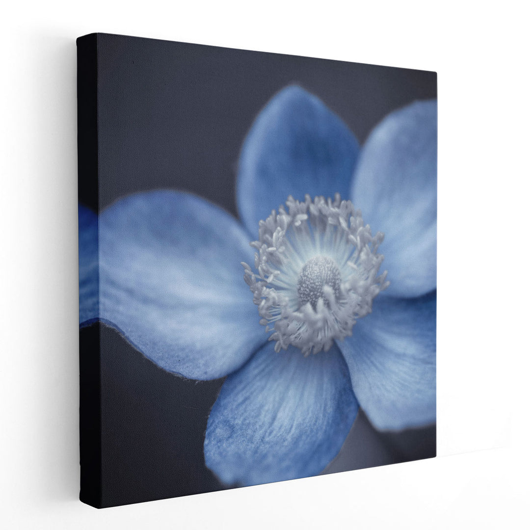 Close-up of Anemone Flowers 4 - Canvas Print Wall Art