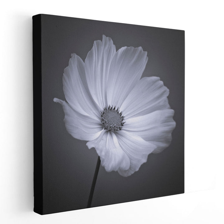 Cosmos Flower 1 - Canvas Print Wall Art