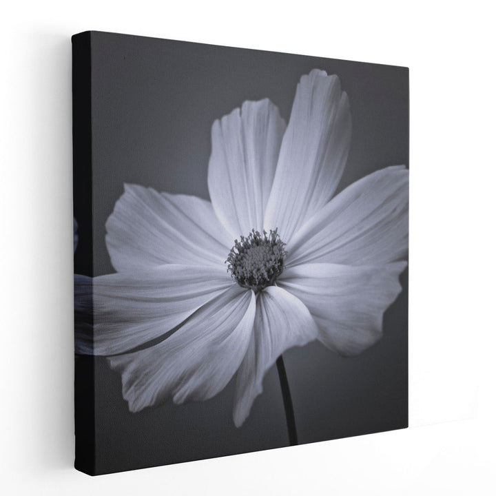 Cosmos Flower 2 - Canvas Print Wall Art