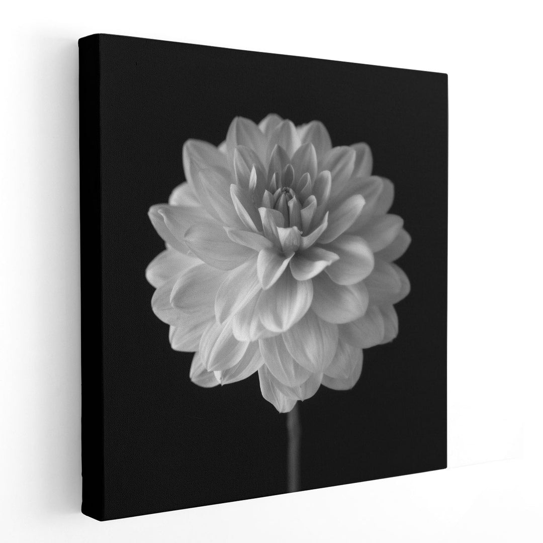 Dahlia Flower on Black - Canvas Print Wall Art