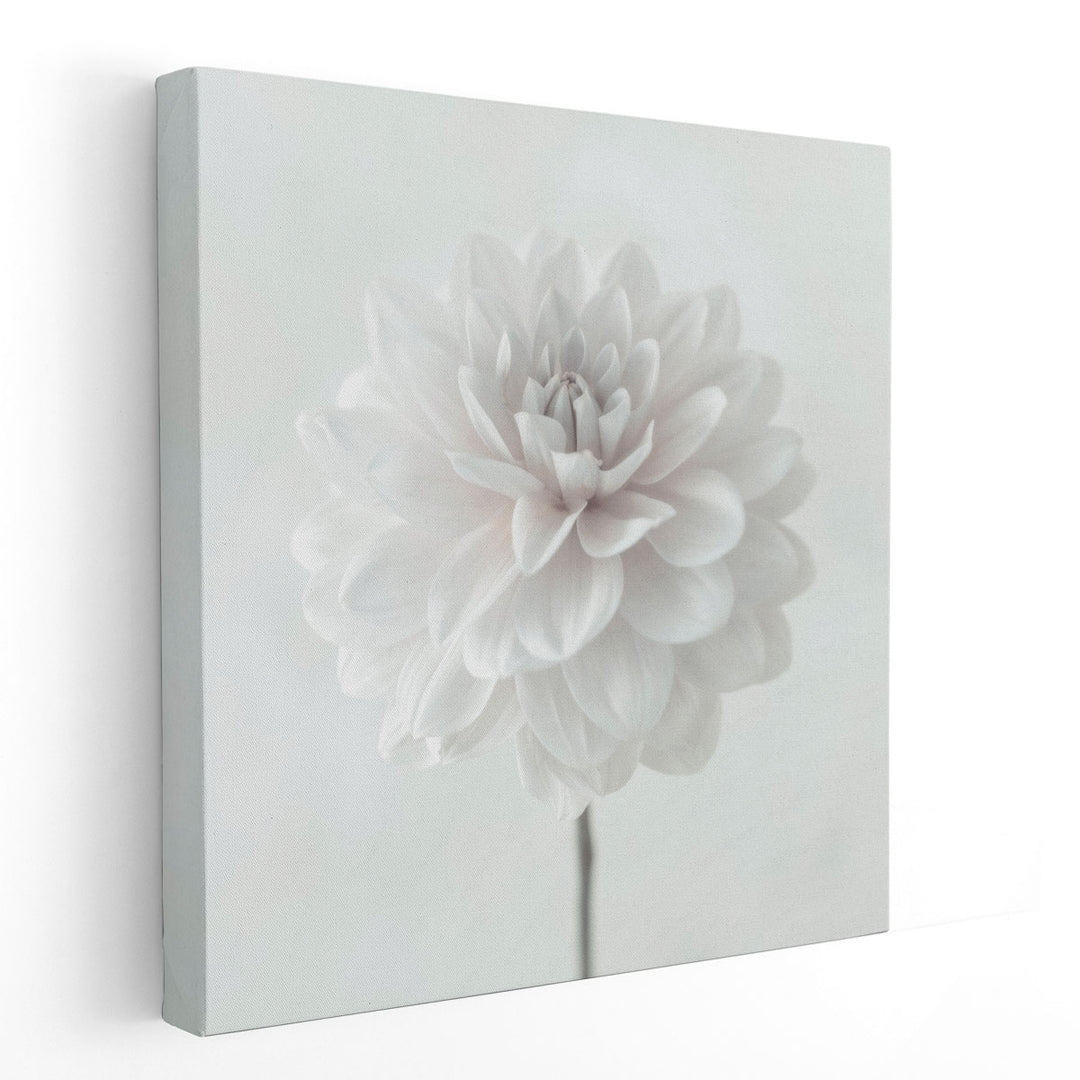 Dahlia Flower on White - Canvas Print Wall Art