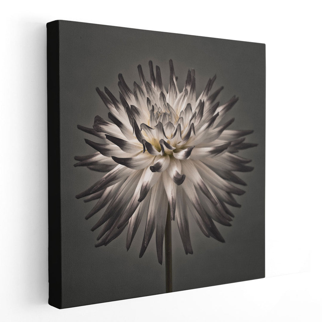 Dahlia Flowers 1 - Canvas Print Wall Art