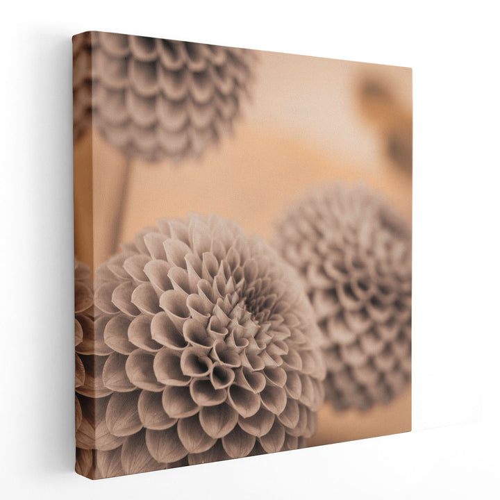 Dahlia Flowers 2 - Canvas Print Wall Art