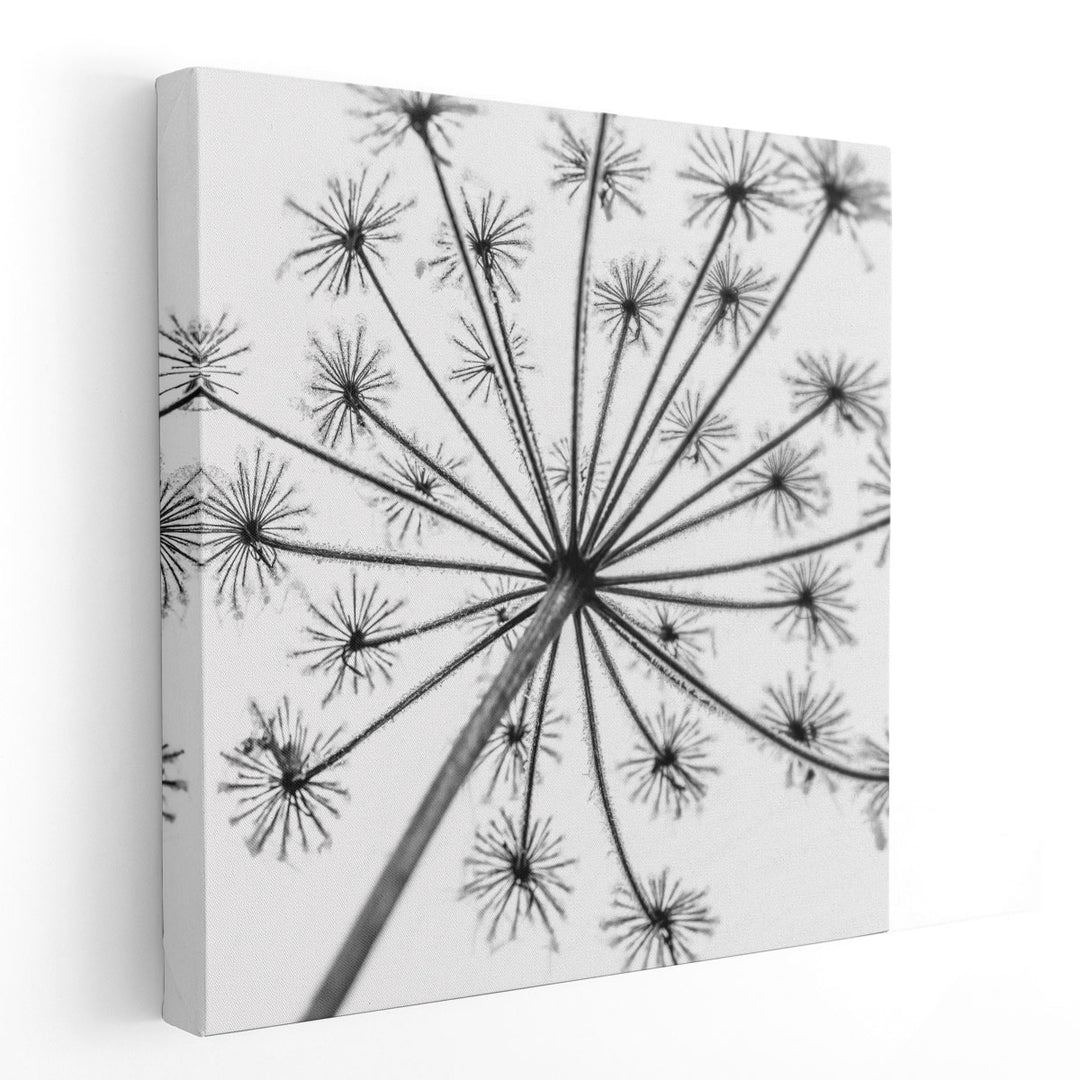 Frosty Cow Parsley - Canvas Print Wall Art