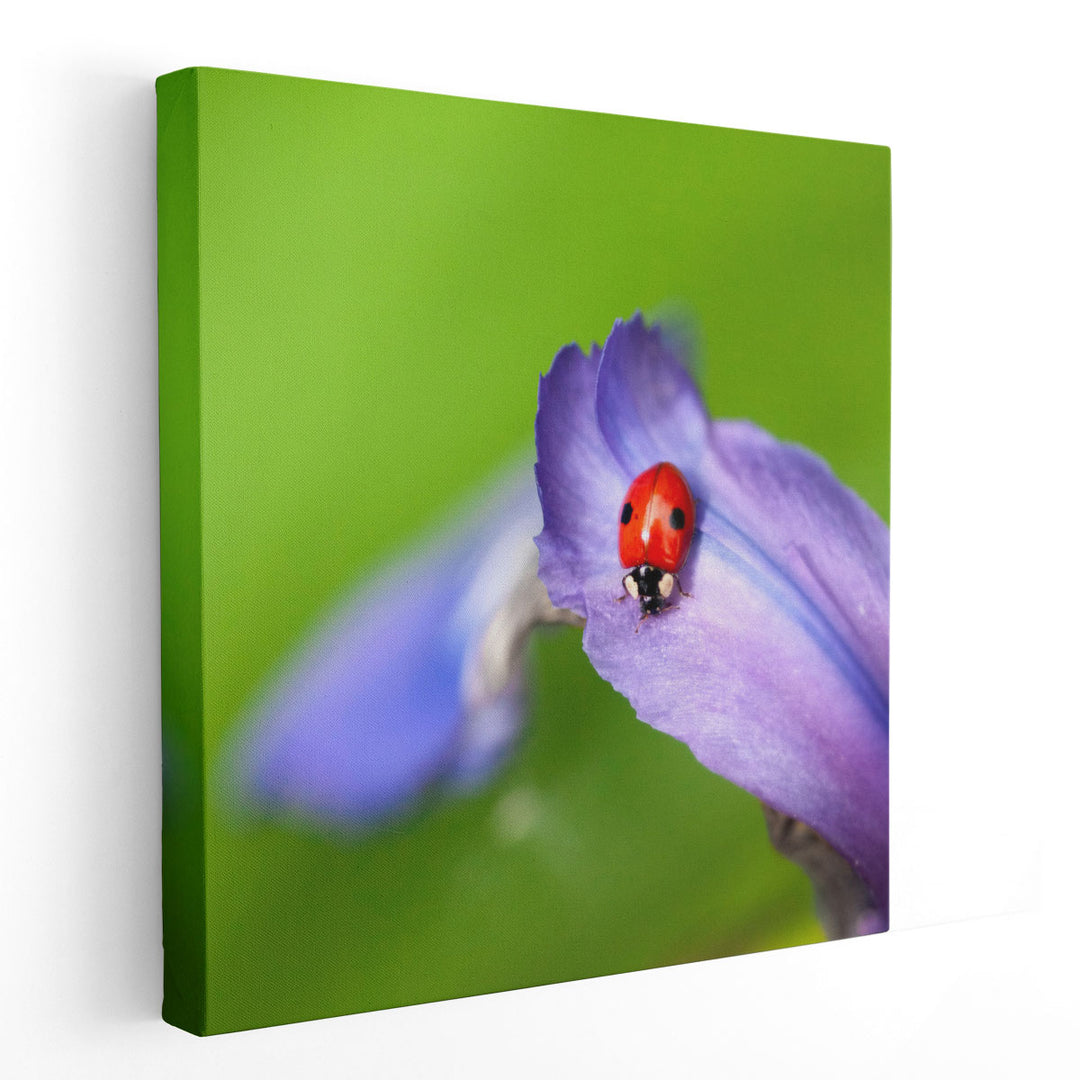 Lady Bug on Flower Petal - Canvas Print Wall Art