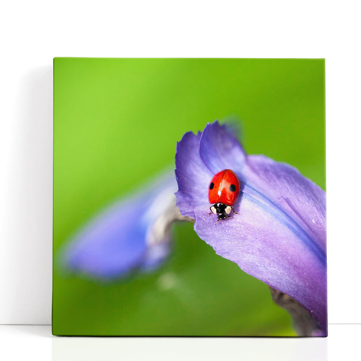 Lady Bug on Flower Petal - Canvas Print Wall Art