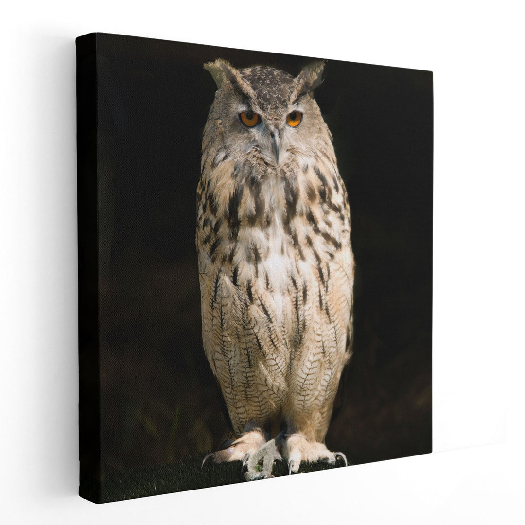 Owl on Black - Canvas Print Wall Art