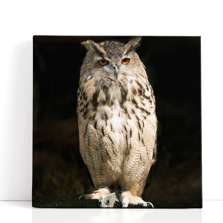 Owl on Black - Canvas Print Wall Art