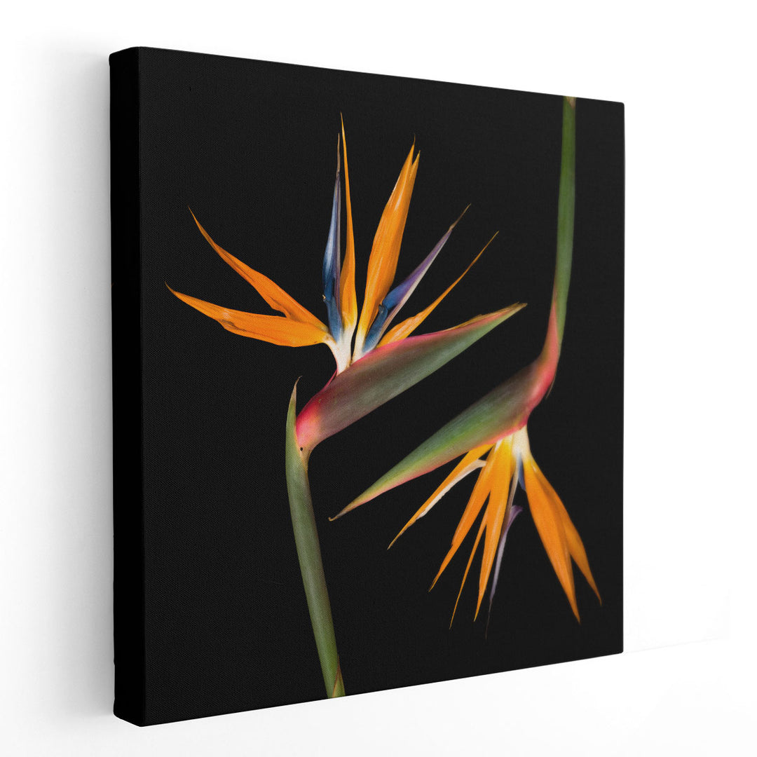 Two Heliconias - Canvas Print Wall Art