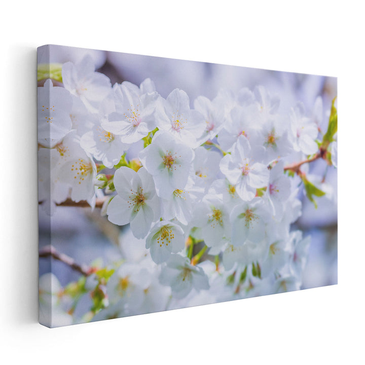 Blossom I - Canvas Print Wall Art