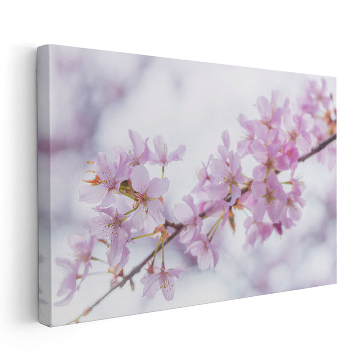 Blossom II - Canvas Print Wall Art