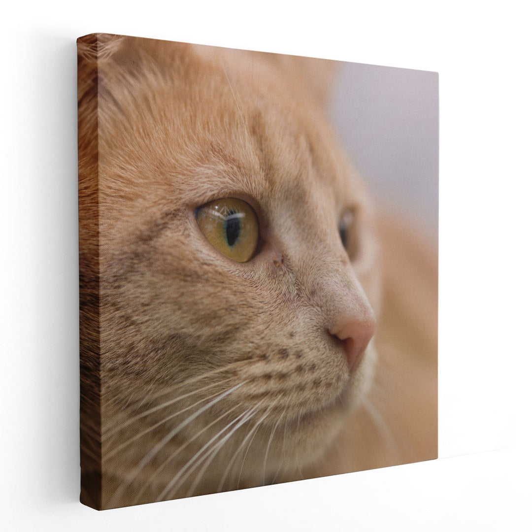 Close Up of a Cat - Canvas Print Wall Art