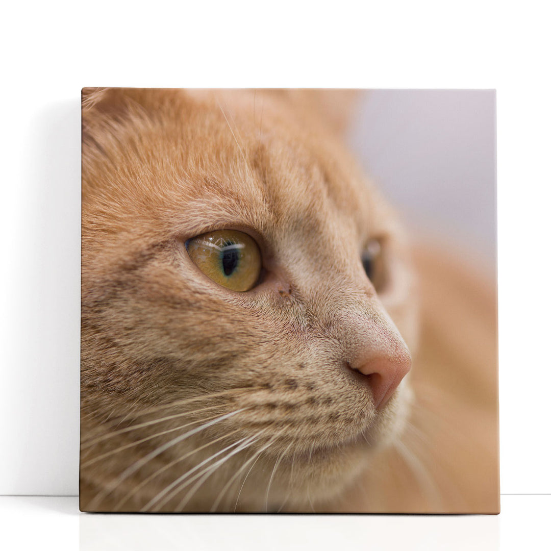 Close Up of a Cat - Canvas Print Wall Art