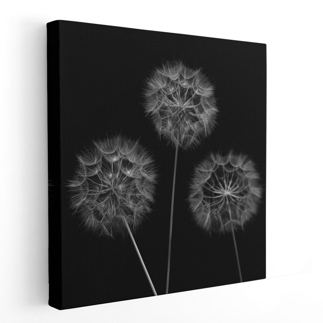 Dandelion Flowers - Canvas Print Wall Art