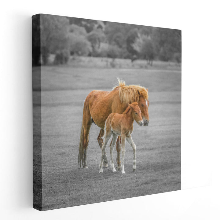 Horse with Foal - Canvas Print Wall Art