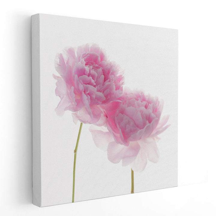 Peonies on White Background - Canvas Print Wall Art