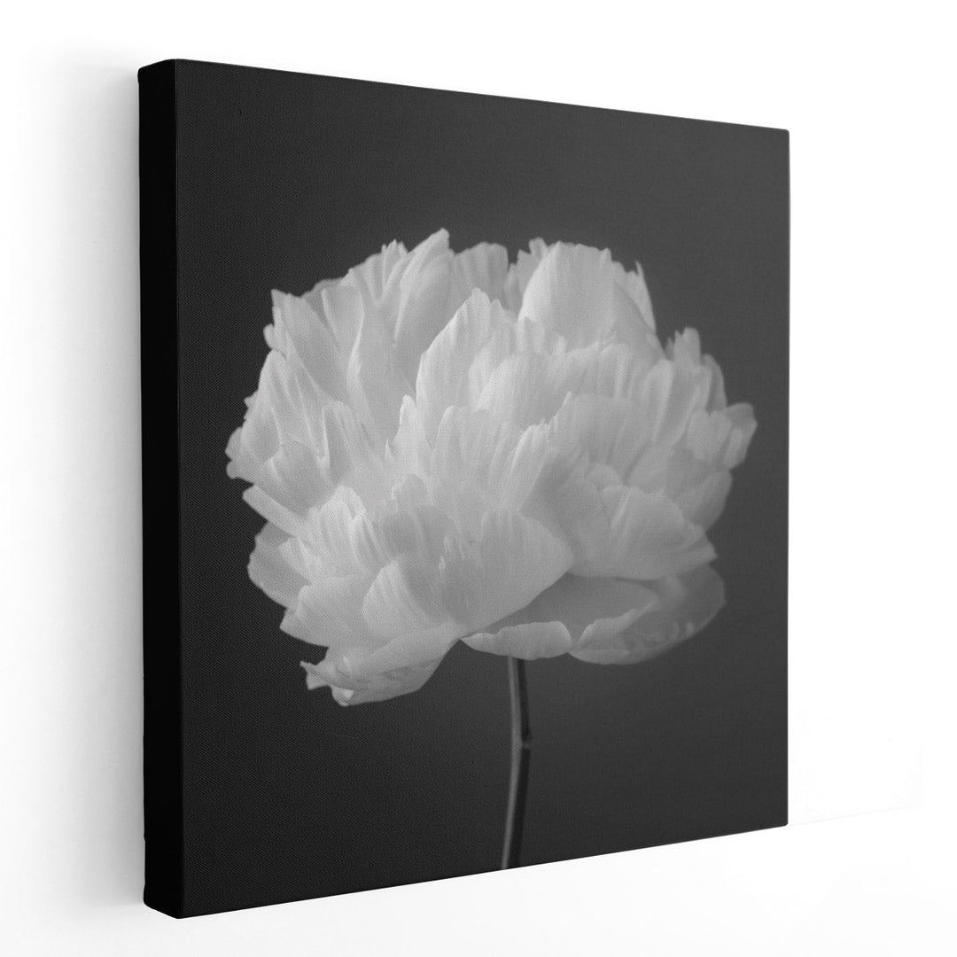 Peony Flower 2 - Canvas Print Wall Art