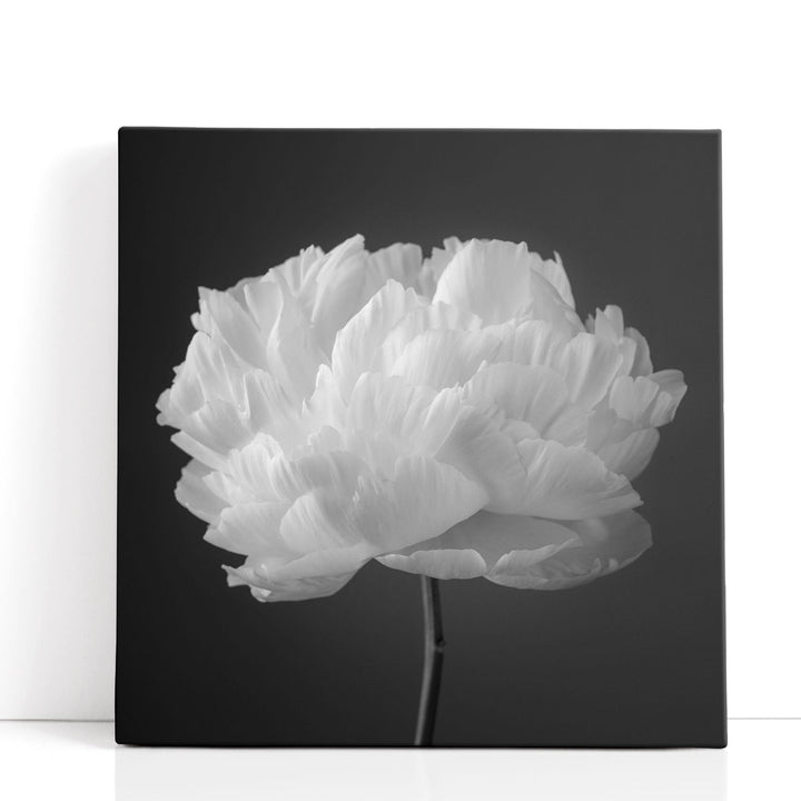 Peony Flower 2 - Canvas Print Wall Art