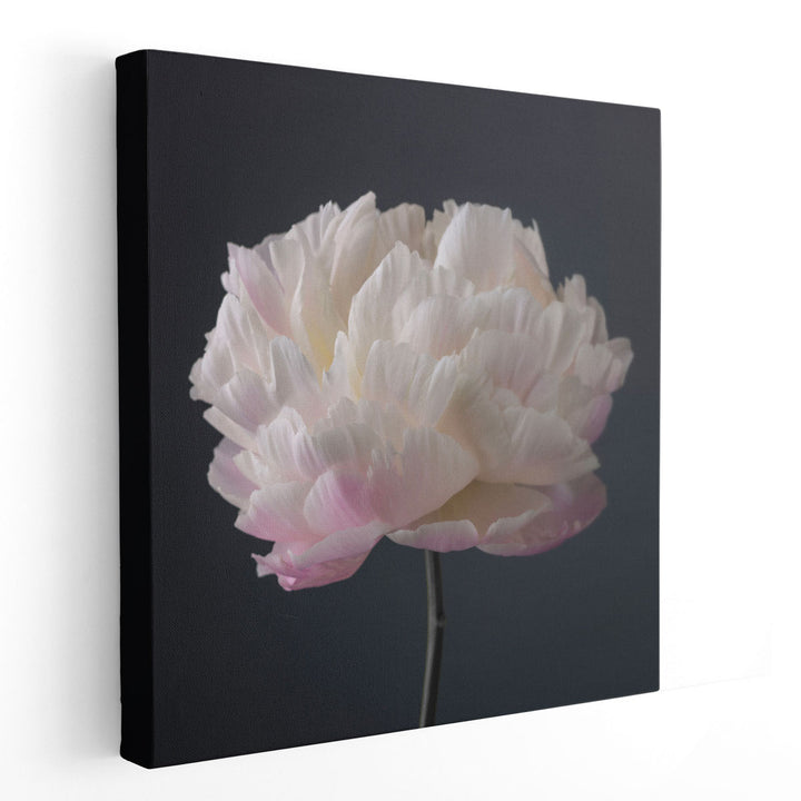 Peony Flower - Canvas Print Wall Art