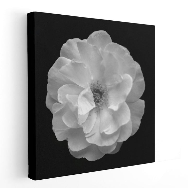 Rose - Canvas Print Wall Art