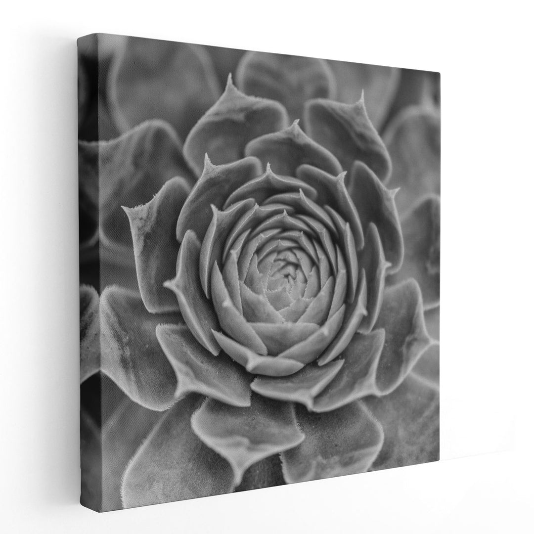 Succulent Plant - Canvas Print Wall Art