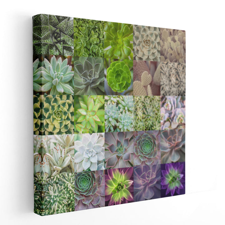 Succulent Plants Collage - Canvas Print Wall Art