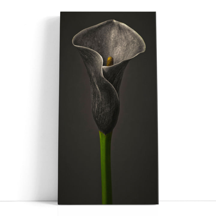 Calla Lilies 1 - Canvas Print Wall Art