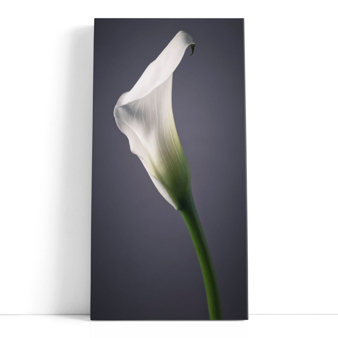 Calla Lilies 2 - Canvas Print Wall Art