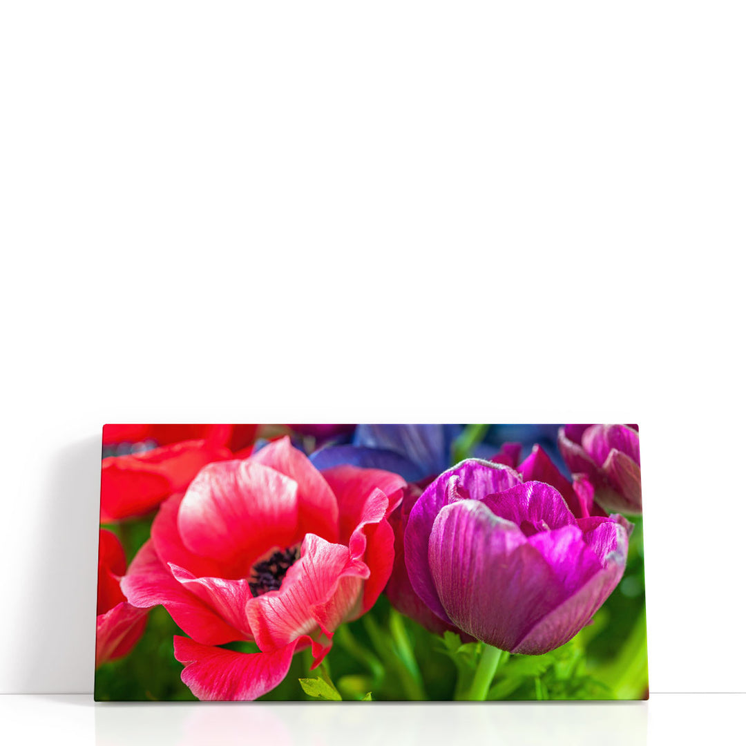 Close-up of Anemone Flowers - Canvas Print Wall Art