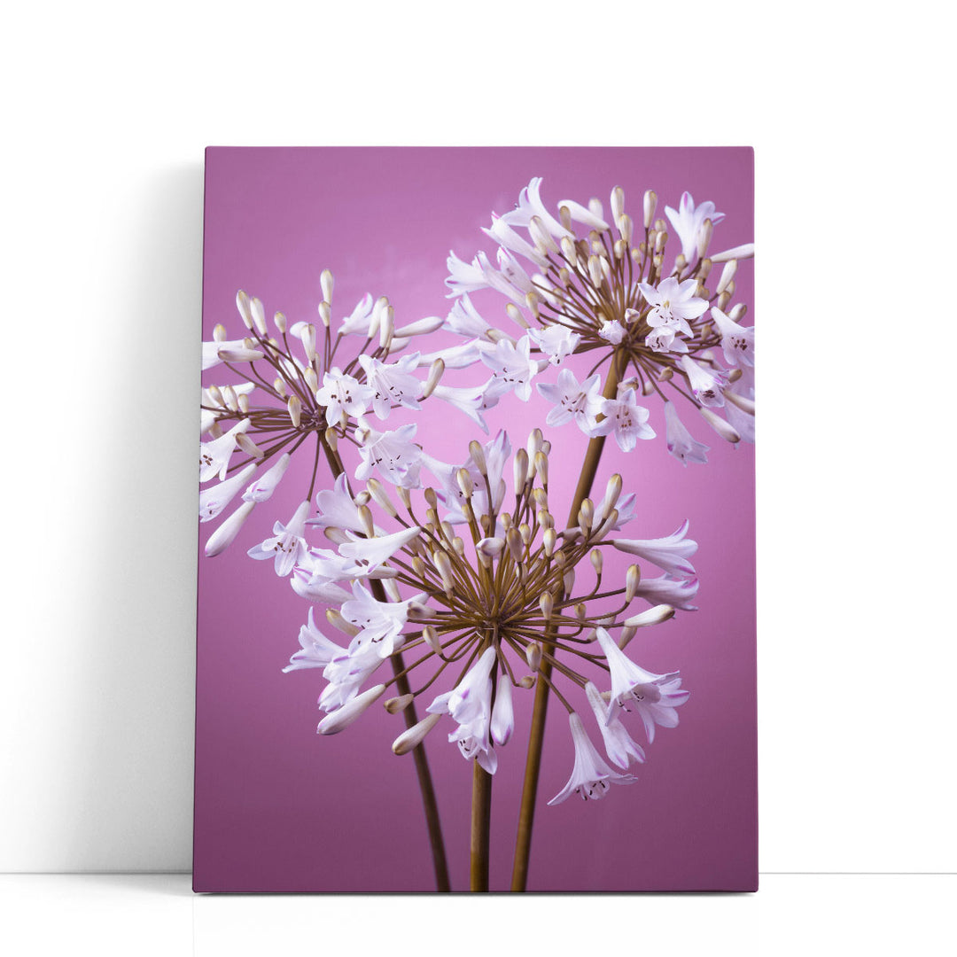 African Lily 1 - Canvas Print Wall Art