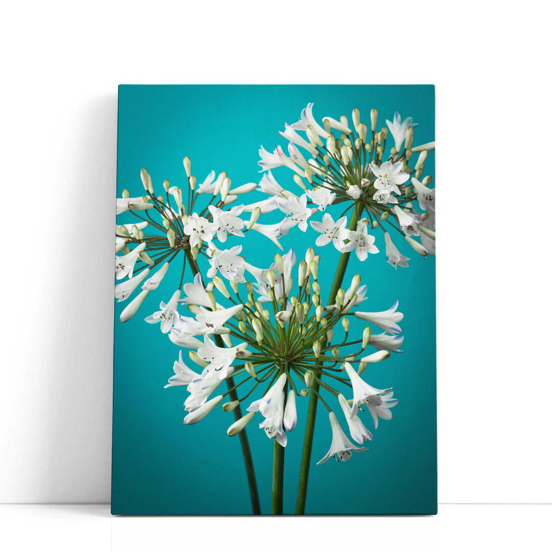 African Lily 2 - Canvas Print Wall Art