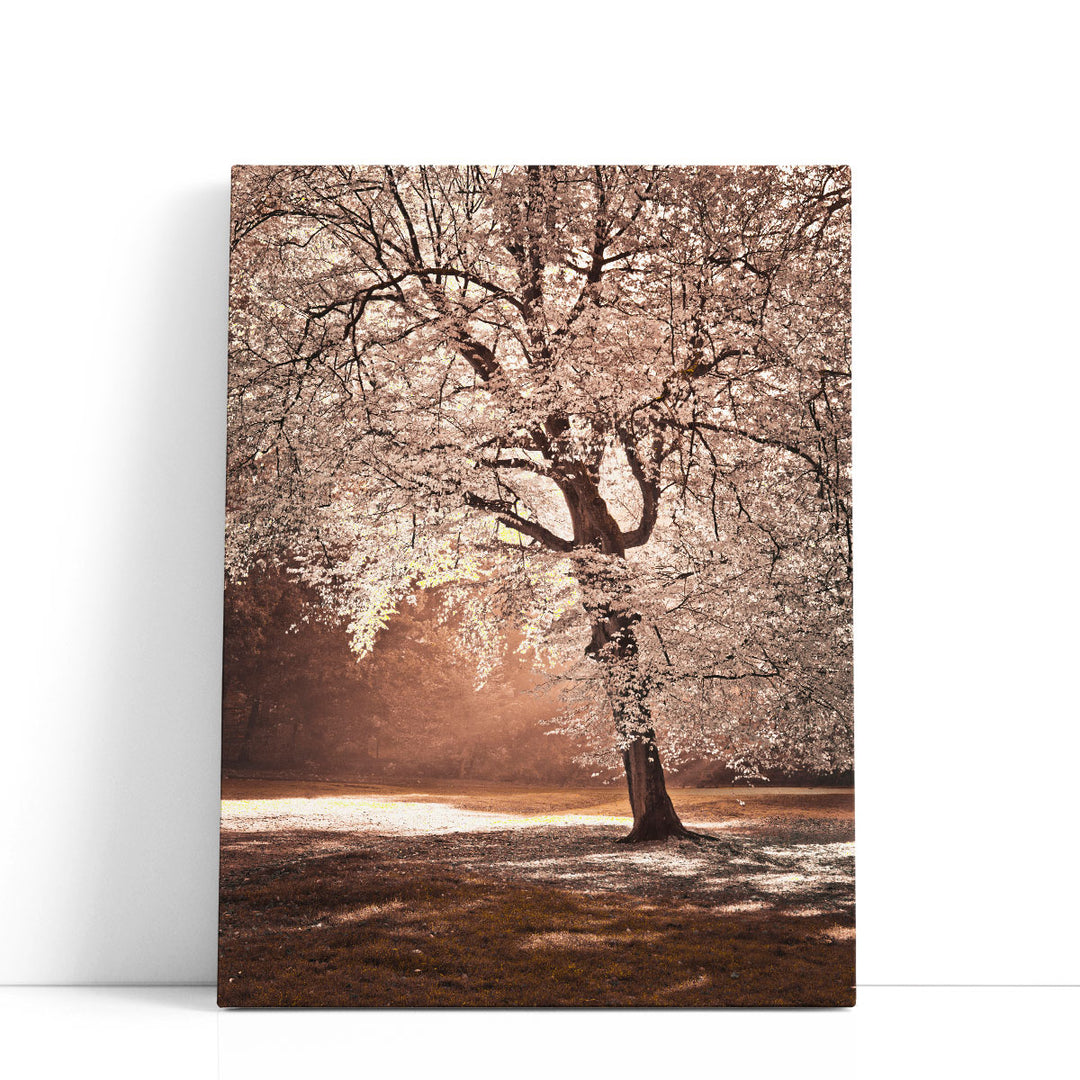 Autumn Tree In Sunlight - Canvas Print Wall Art