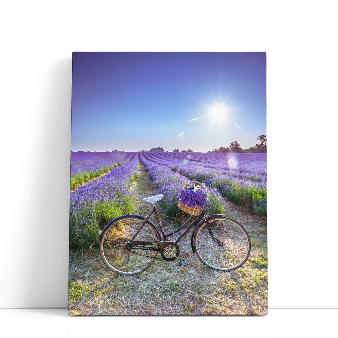 Bicycle With Flowers In A Lavender Field - Canvas Print Wall Art