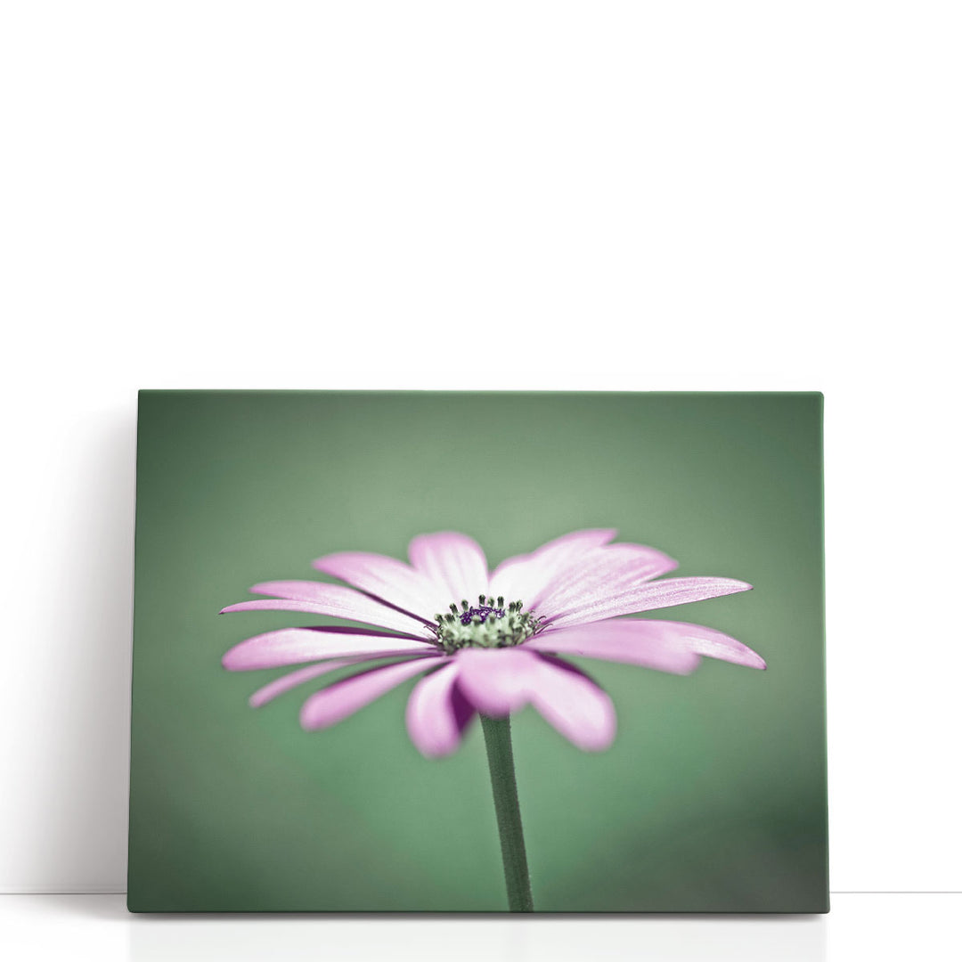 African Daisy 1 - Canvas Print Wall Art