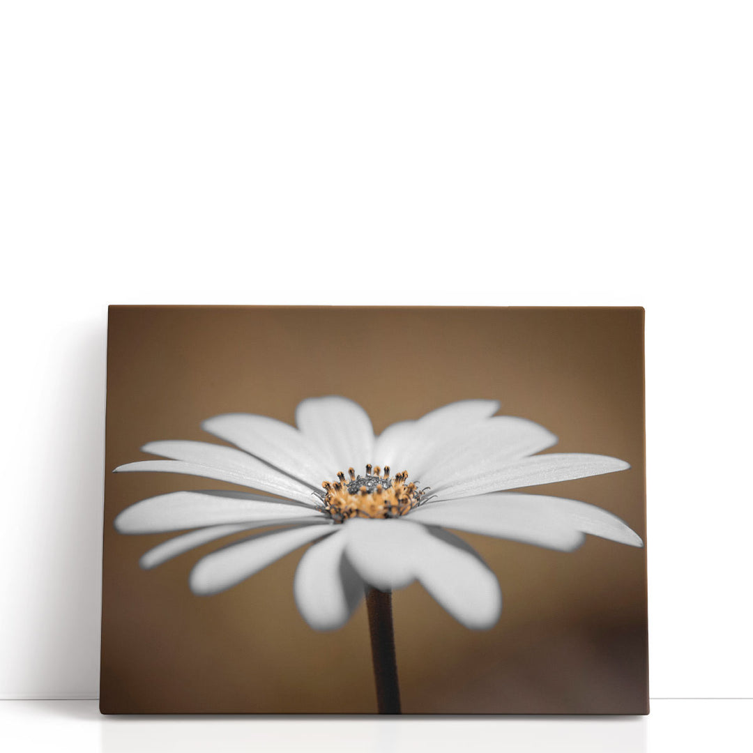 African Daisy 2 - Canvas Print Wall Art