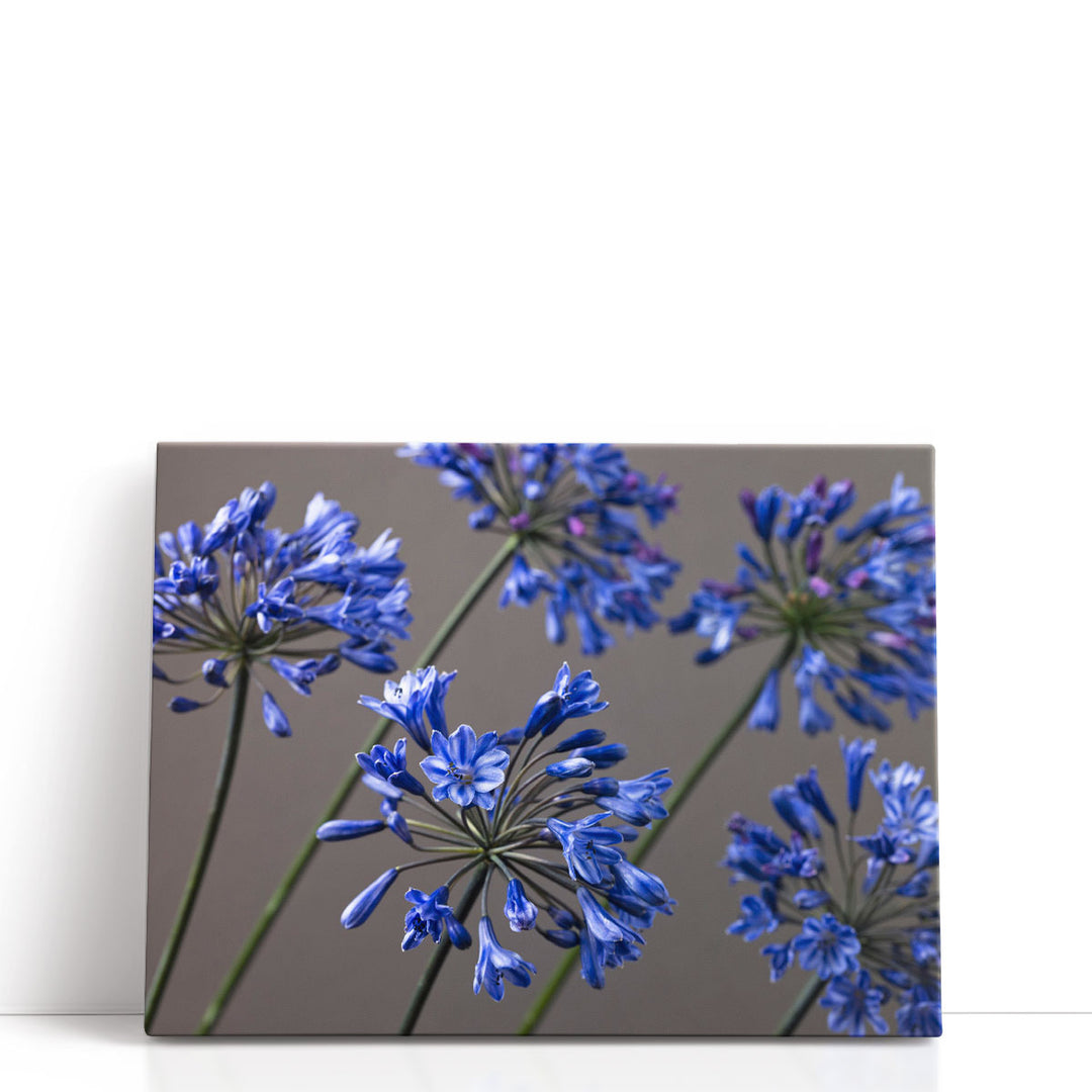 African Lilies 2 - Canvas Print Wall Art