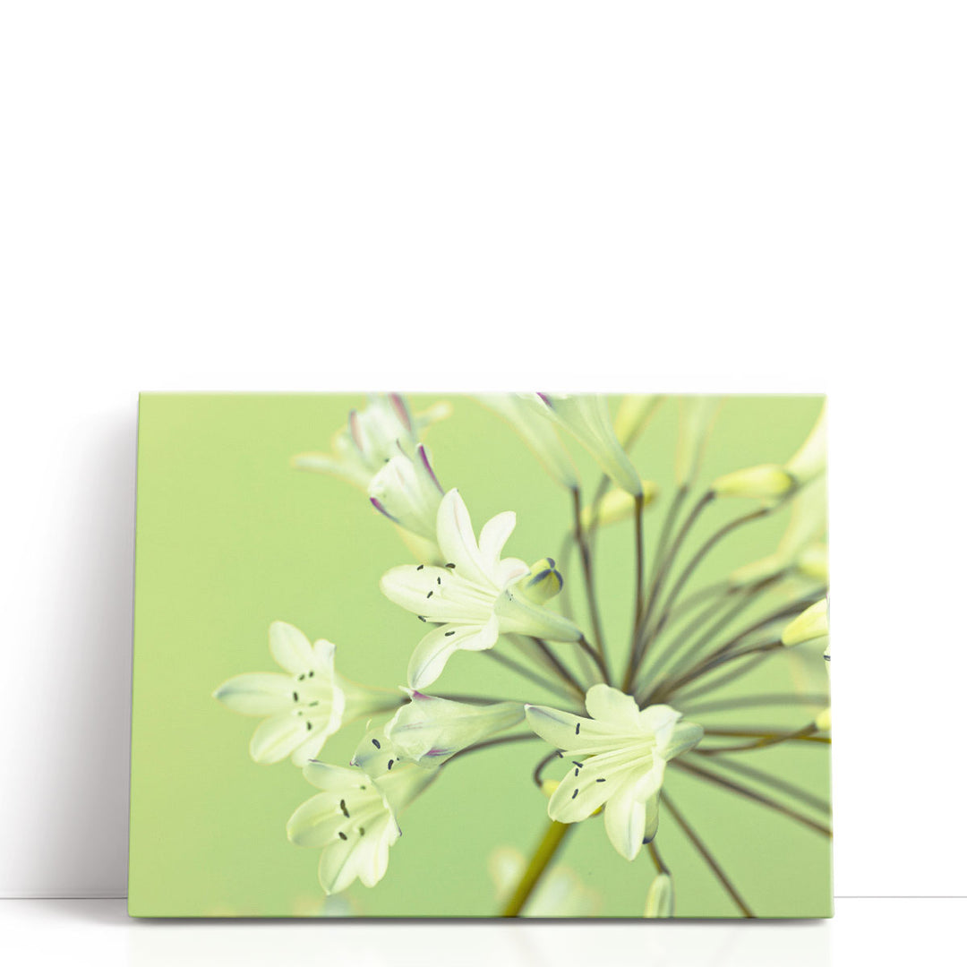 African Lily 1 - Canvas Print Wall Art