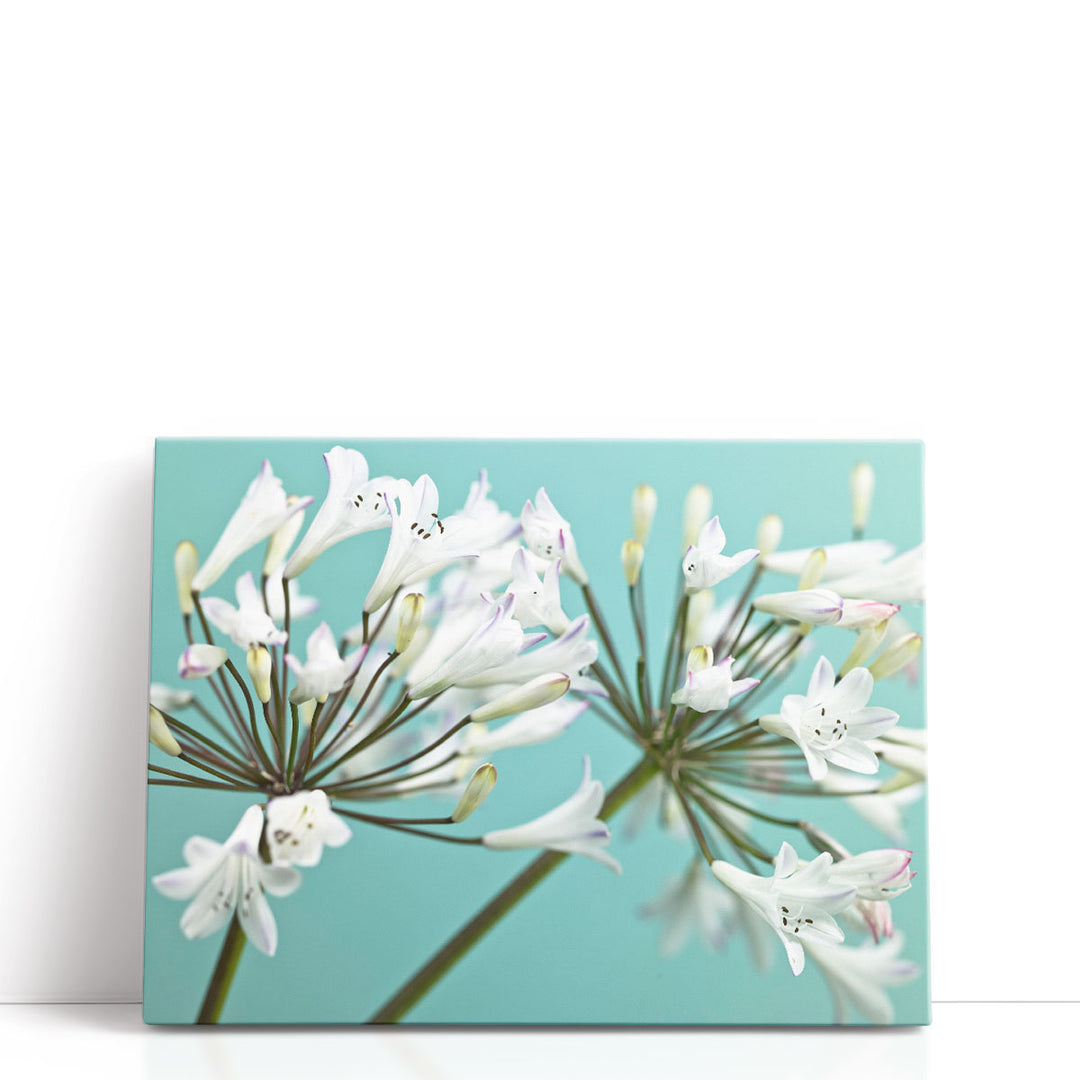 African Lily 2 - Canvas Print Wall Art