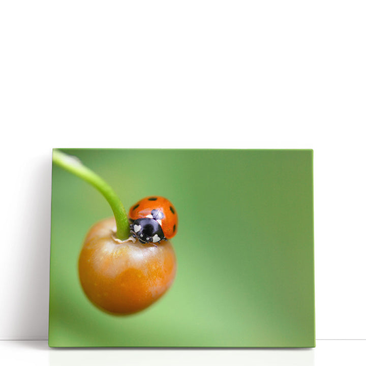 Ladybug On Fruit Close-up - Canvas Print Wall Art