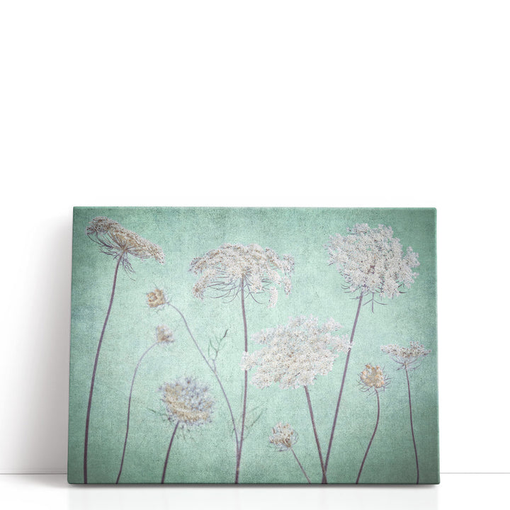 Cow Parsley Flowers 3 - Canvas Print Wall Art