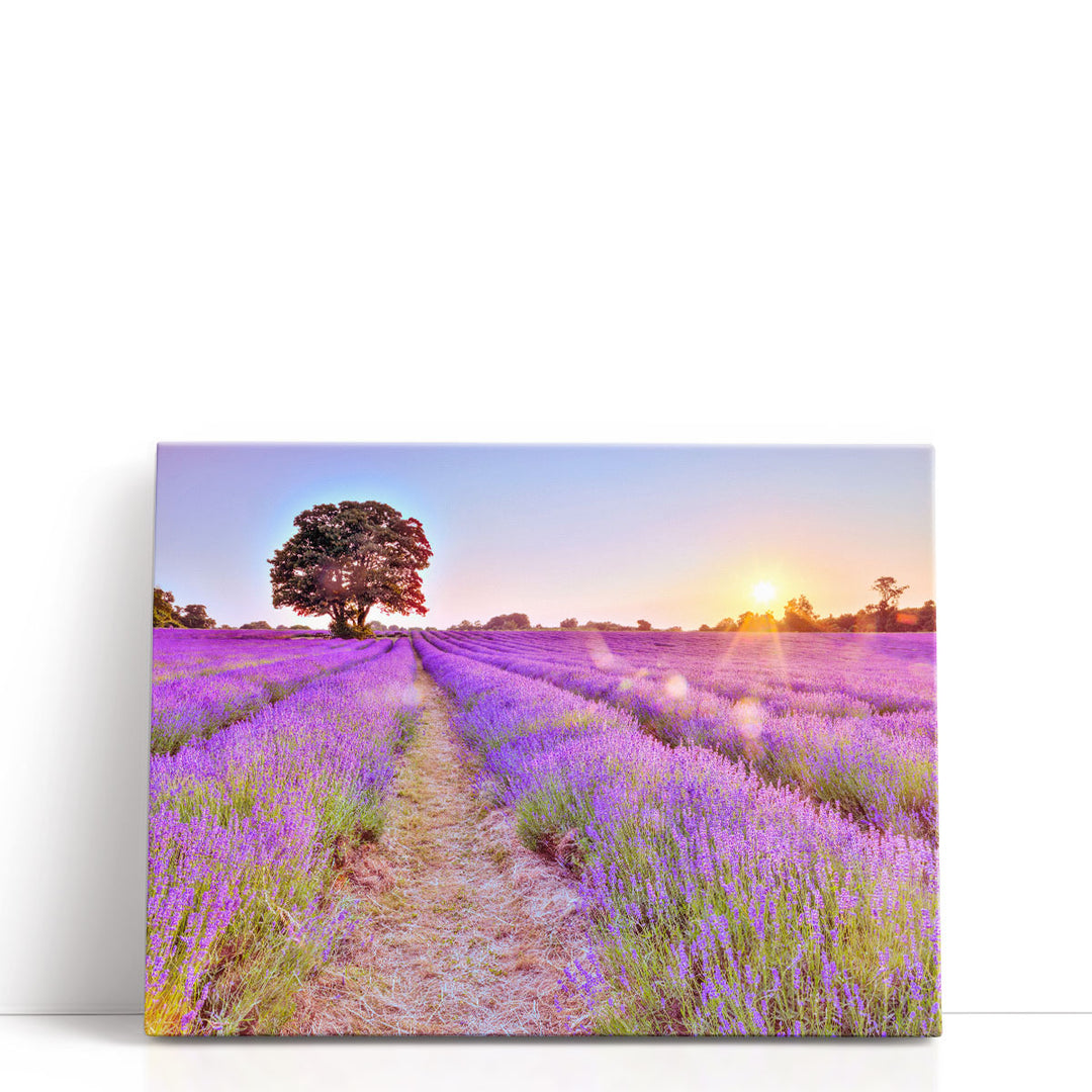 Lavender Field At Sunset - Canvas Print Wall Art