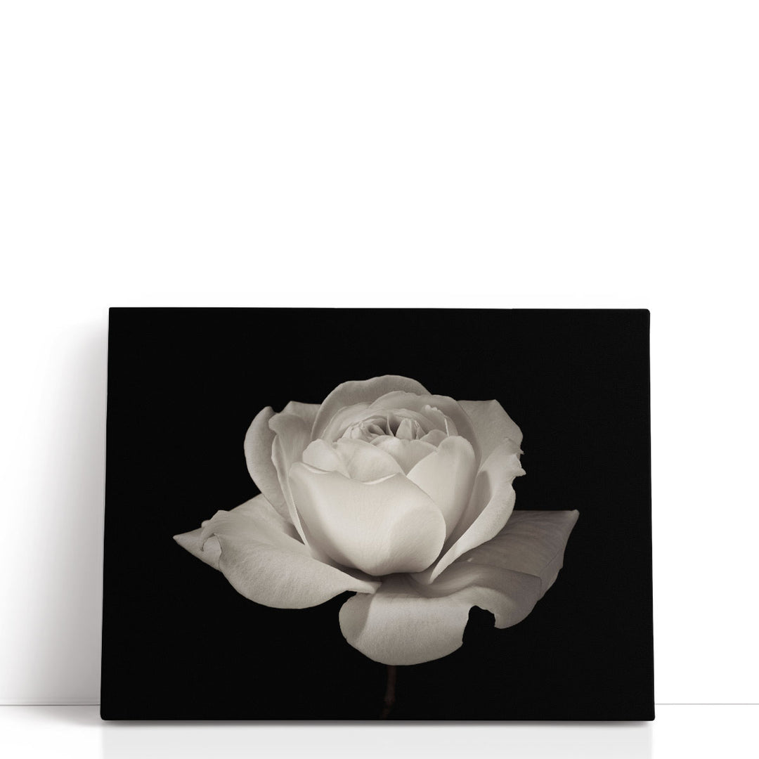 White Rose Flower Close-up Black and White - Canvas Print Wall Art