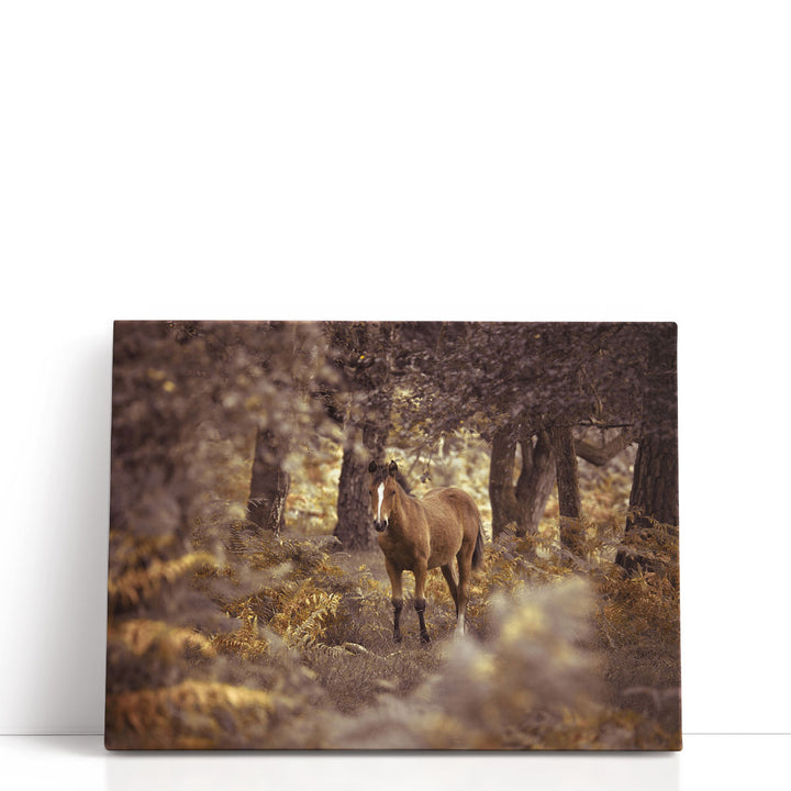 Wild Horse, New Forest - Canvas Print Wall Art