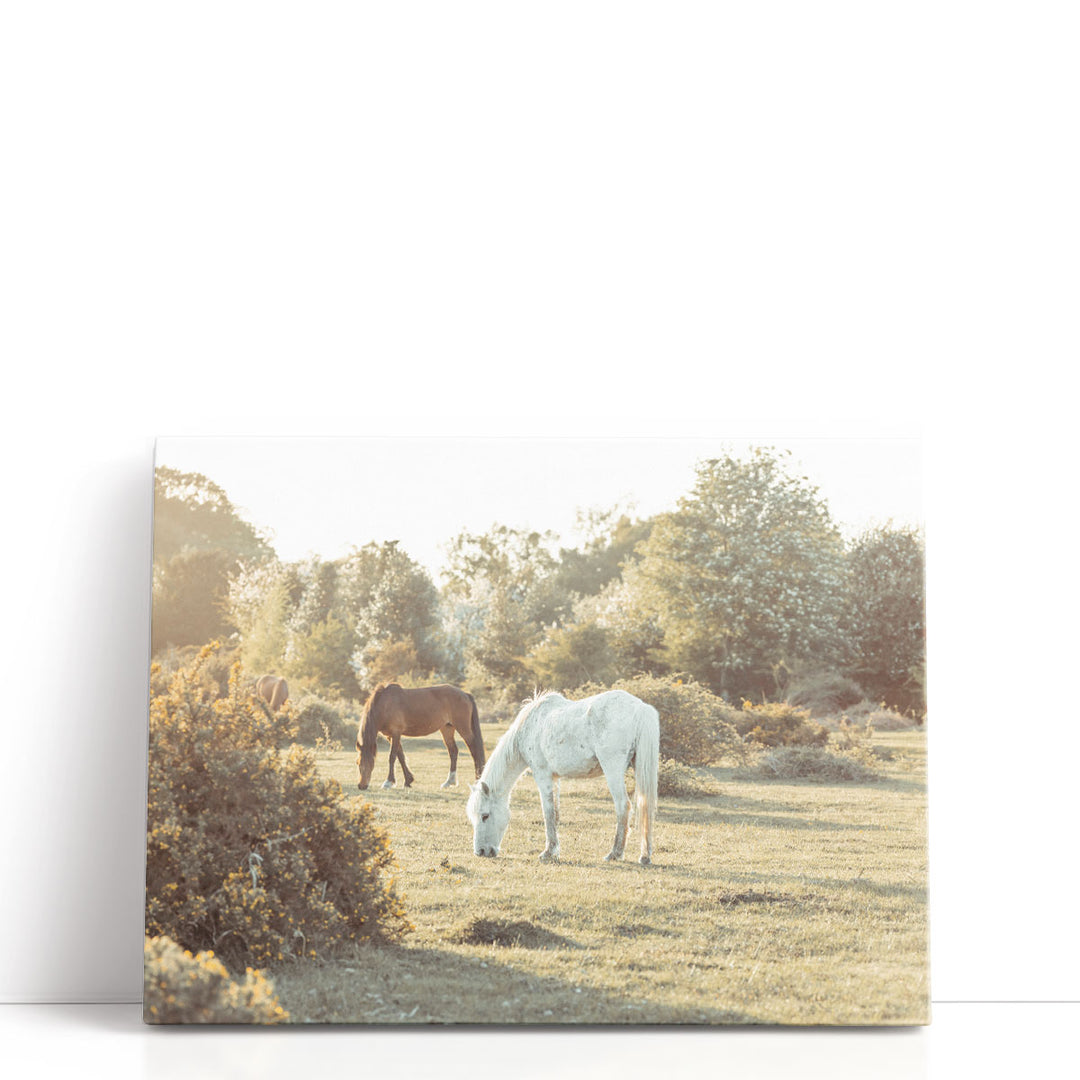 Horses at the New Forest, UK - Canvas Print Wall Art