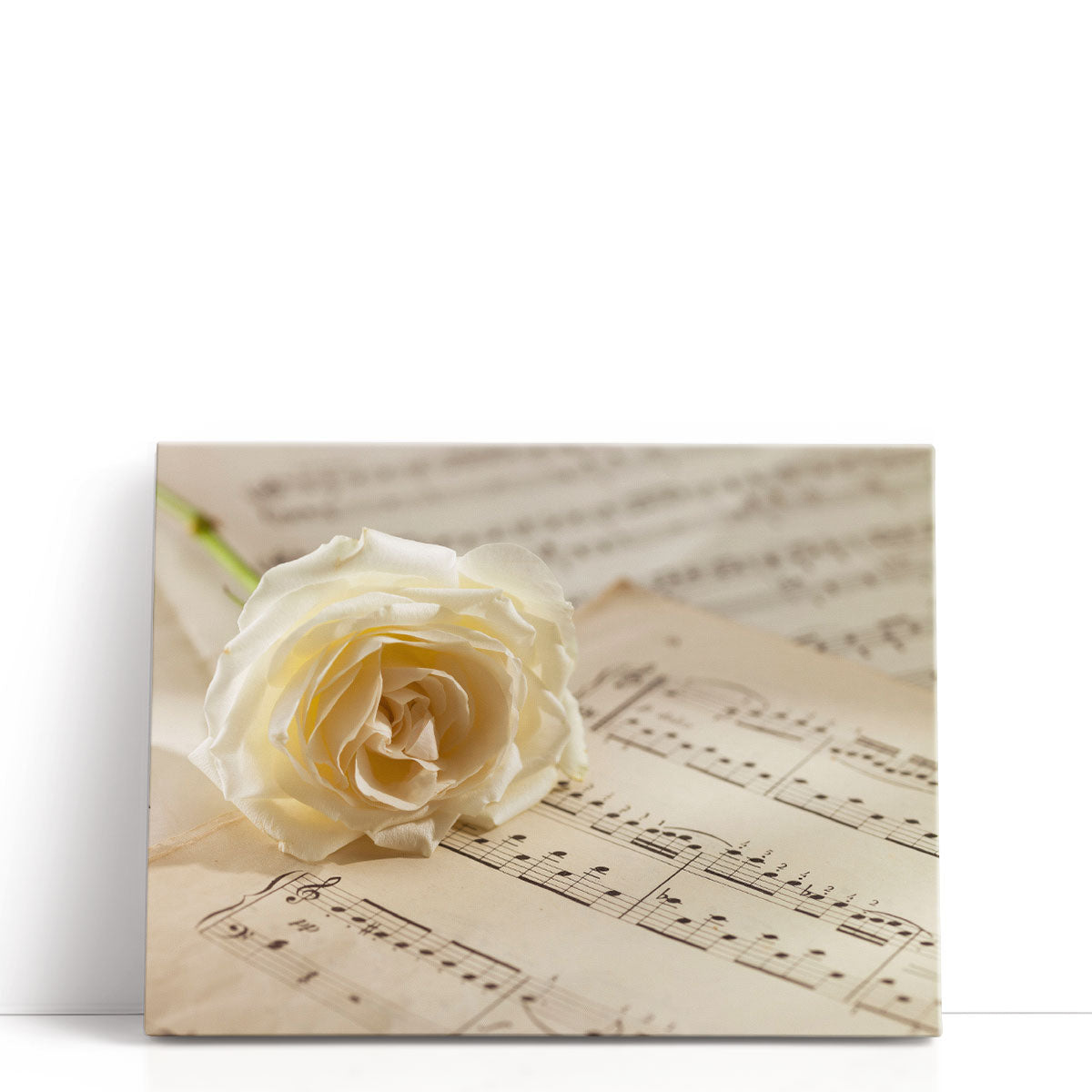 Rose on a Musical Notes Sheet Framed Art Print | Assaf Frank – Framed Flair