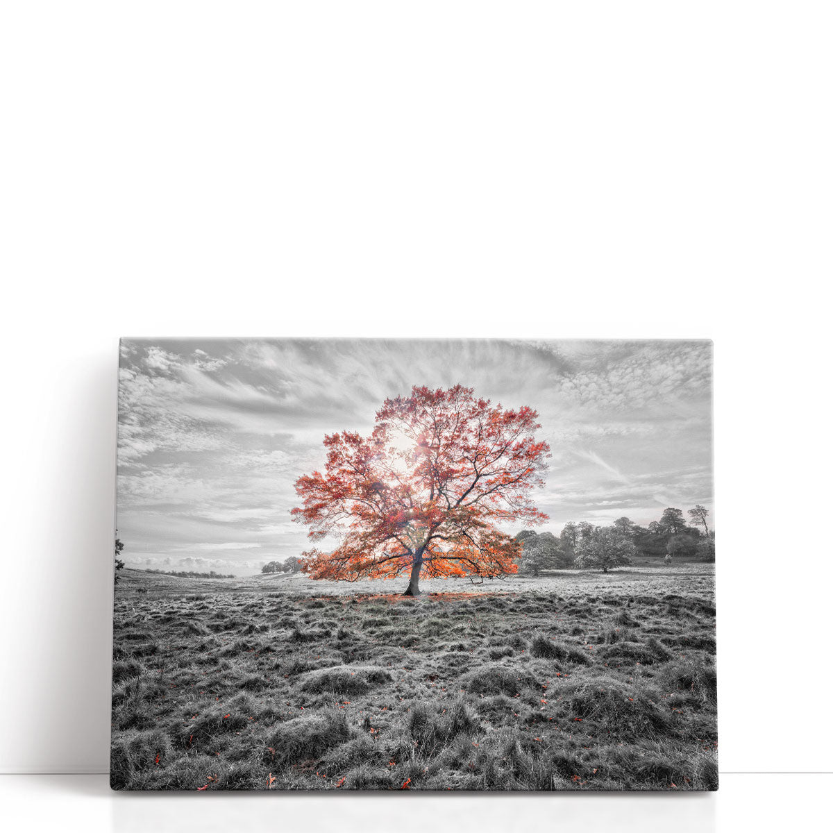 Single Tree Prints | Autumn Landscape Photography – Framed Flair