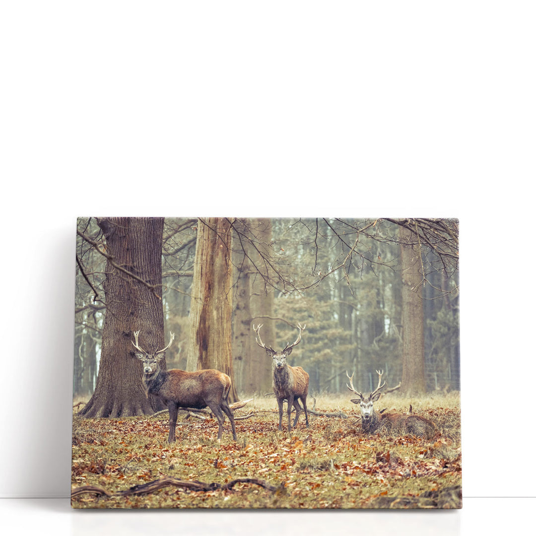 Stags in the Forest - Canvas Print Wall Art