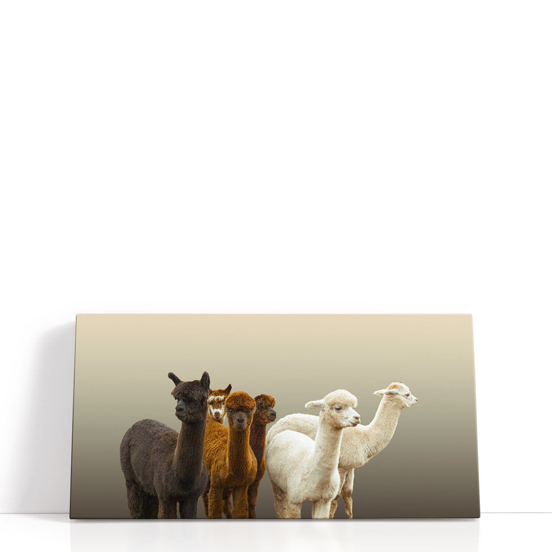 Group of Alpacas - Canvas Print Wall Art