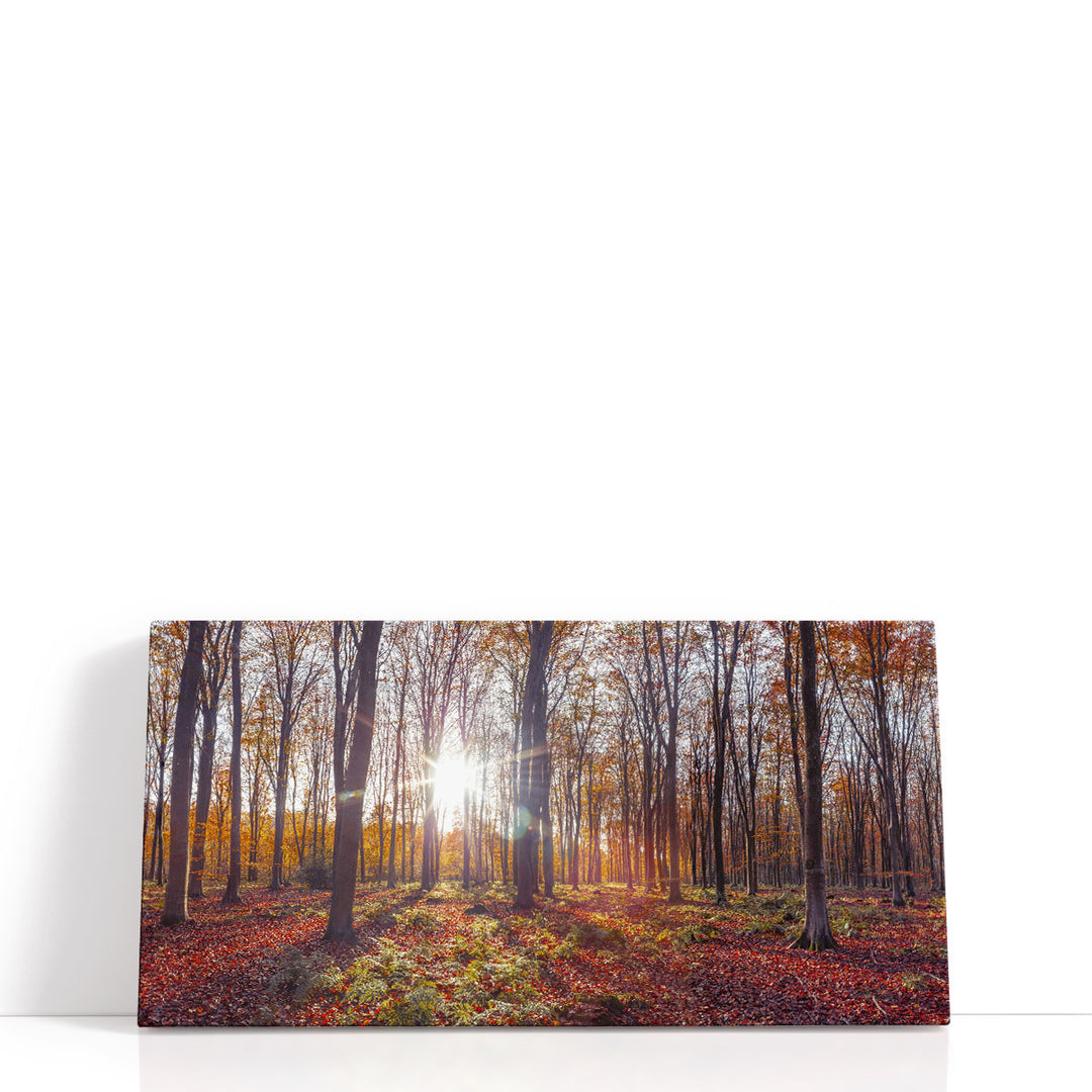 Sunlight through Trees - Canvas Print Wall Art